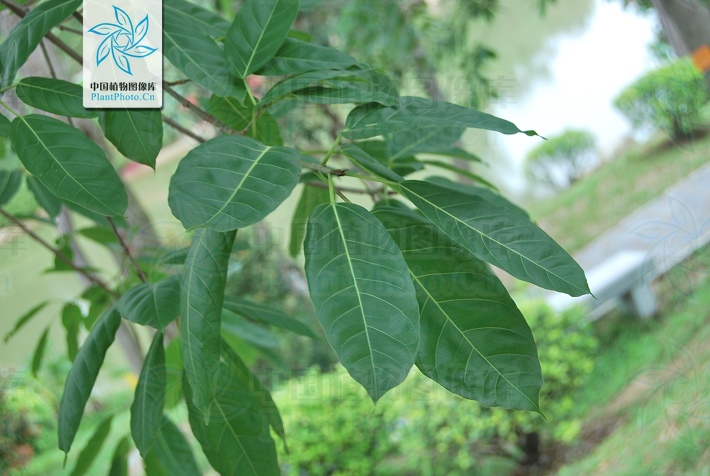 Ficus glaberrima